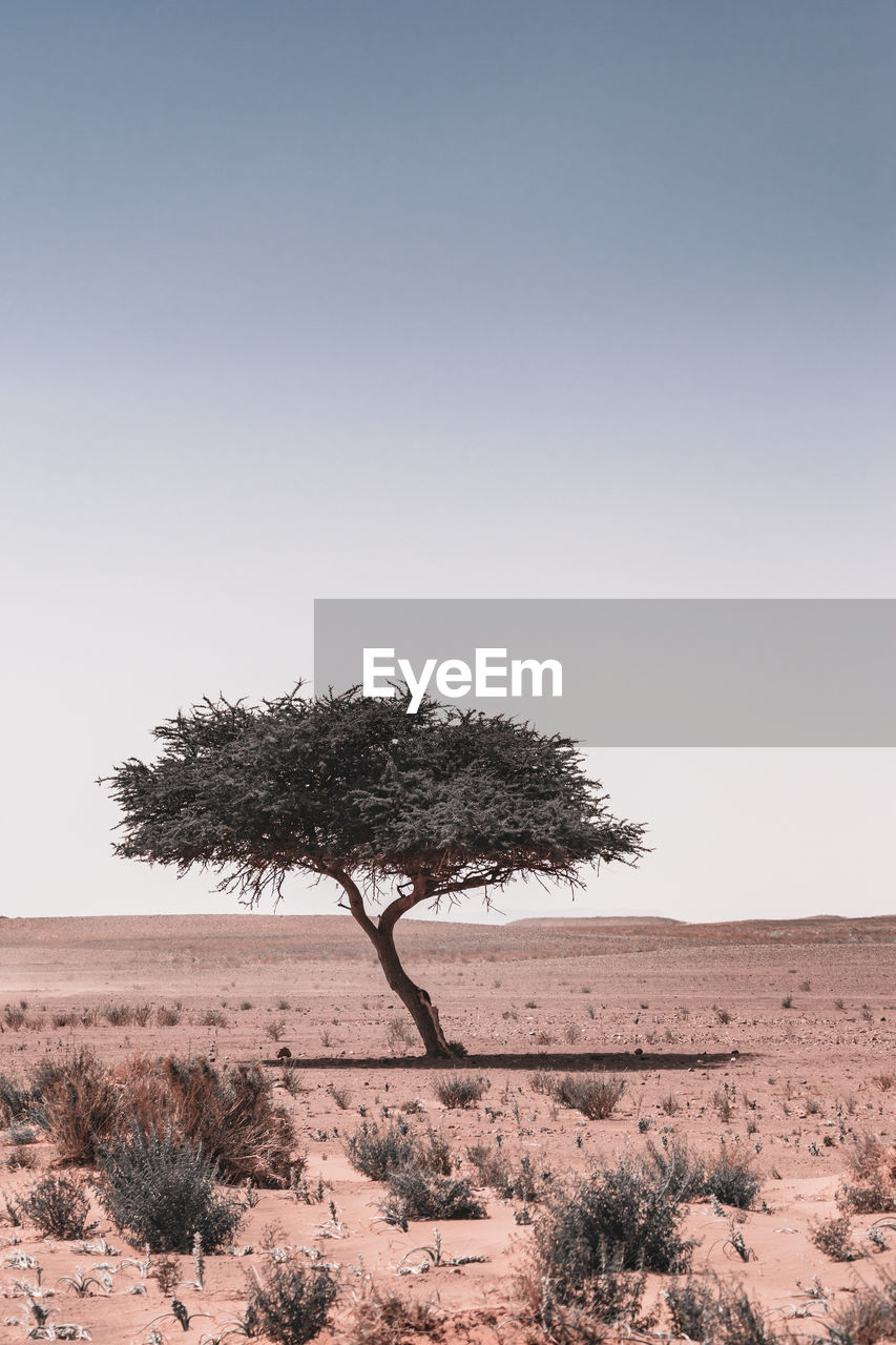 Tree at desert against clear sky