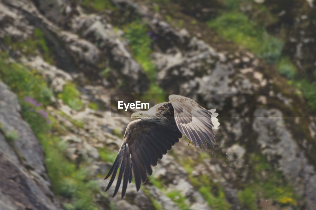 LOW ANGLE VIEW OF EAGLE FLYING IN PARK