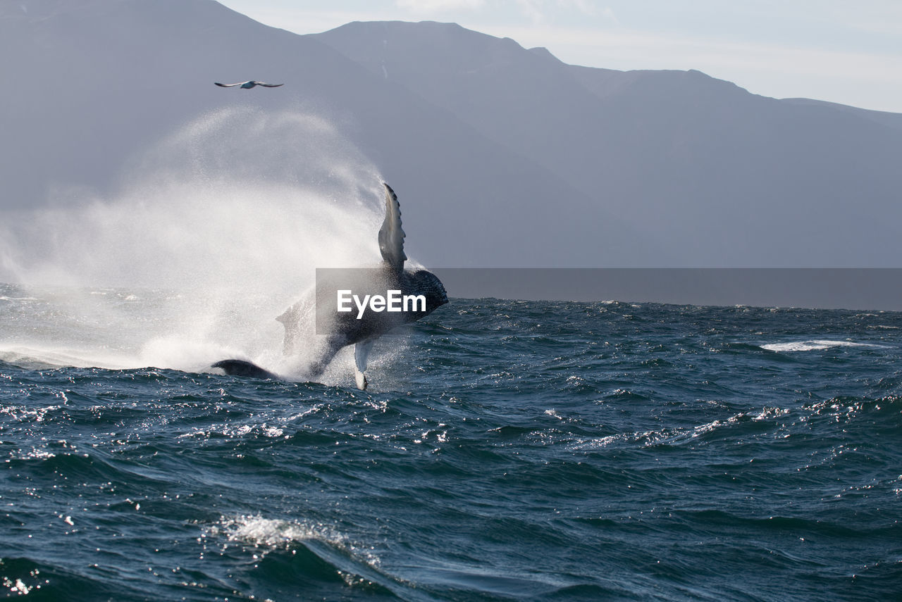 SWAN SWIMMING IN SEA AGAINST MOUNTAINS