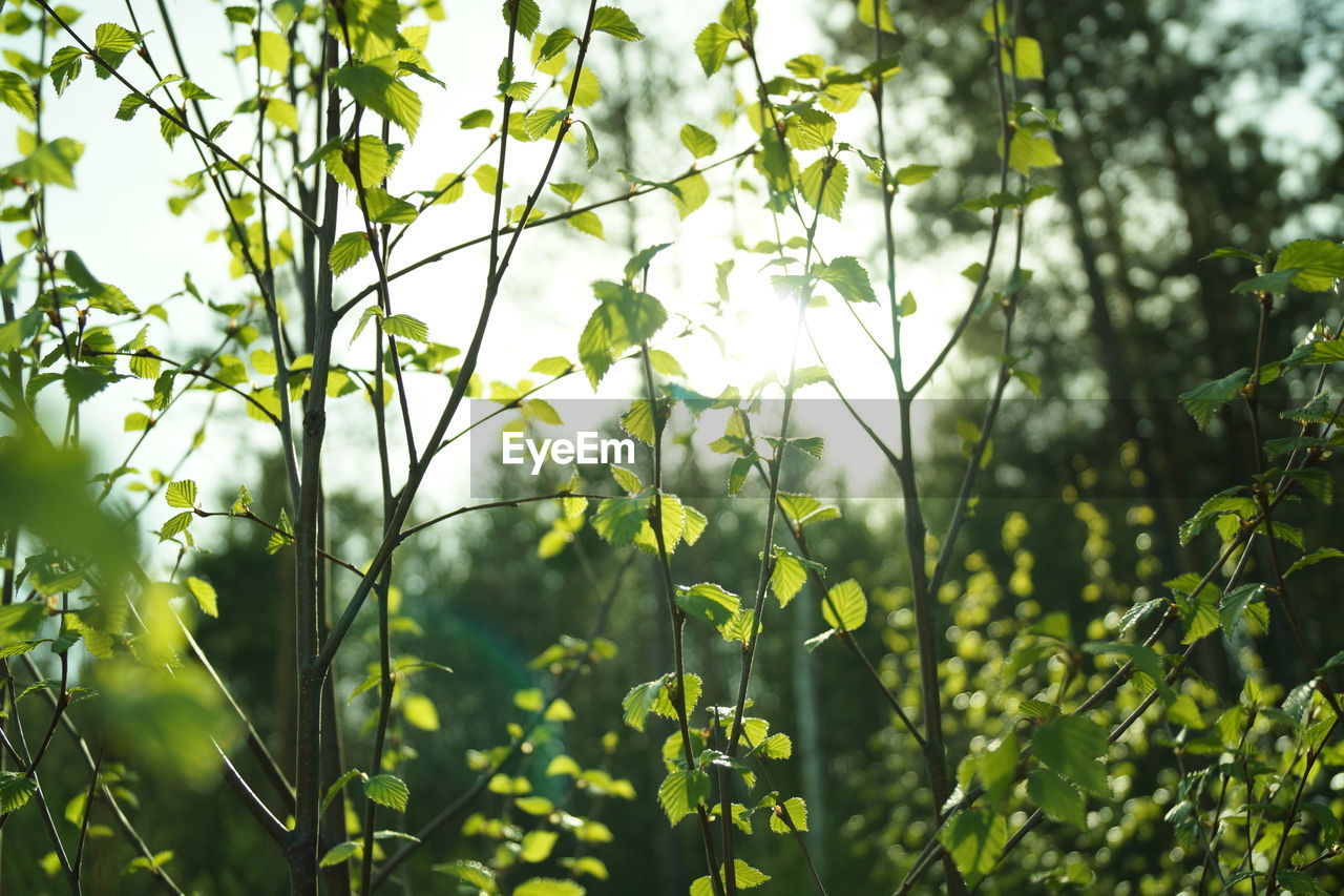 CLOSE-UP OF FRESH GREEN PLANTS ON FIELD