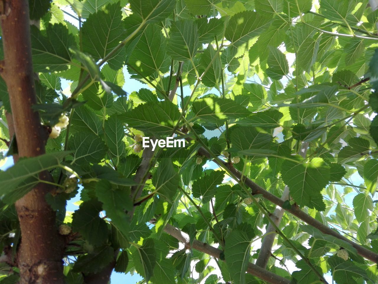 LOW ANGLE VIEW OF GREEN LEAVES ON TREE