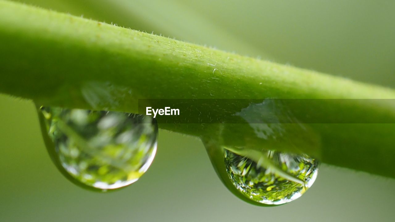 Water drops on stem against blurred background