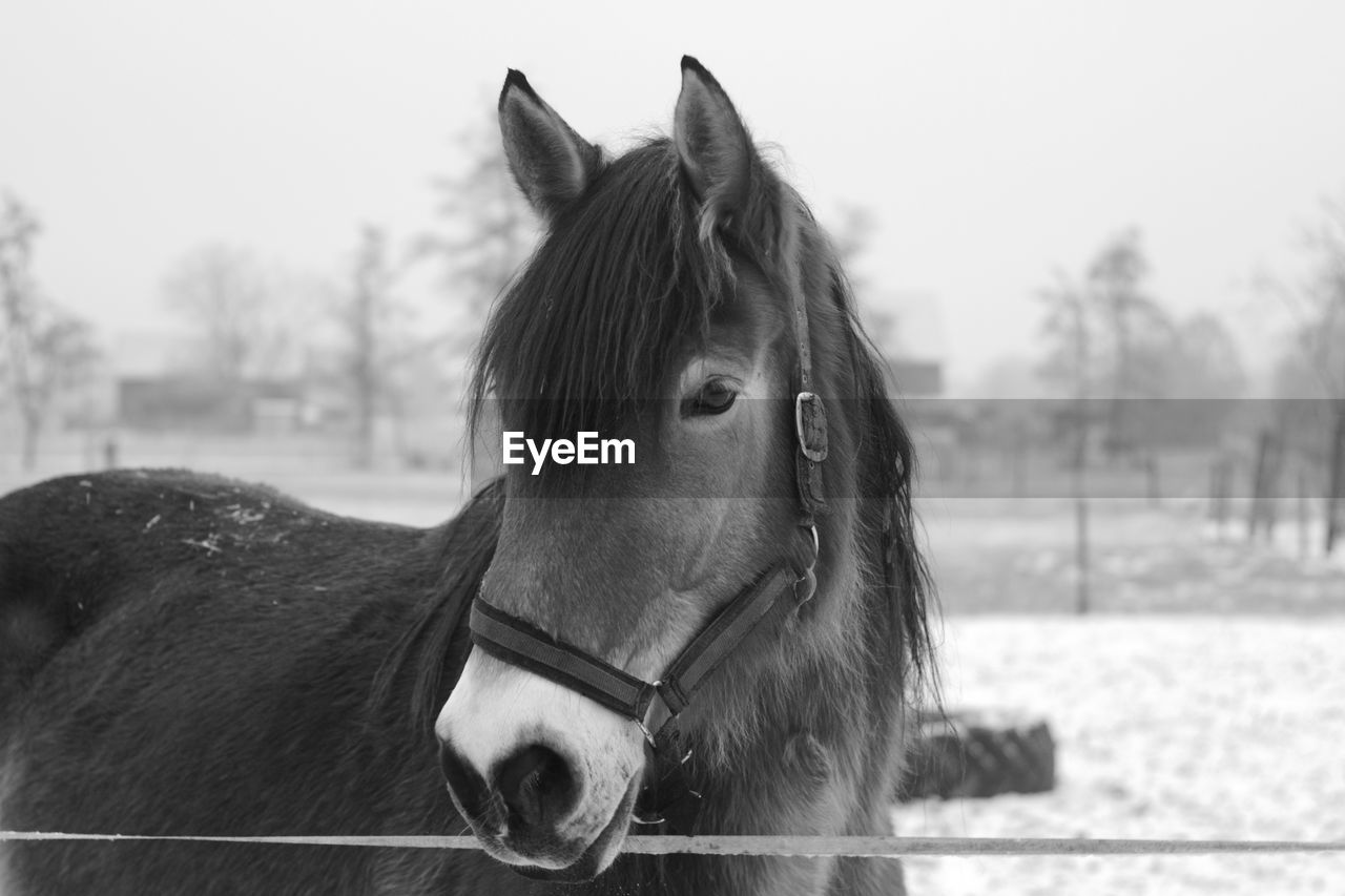 Close-up of horse on field against sky