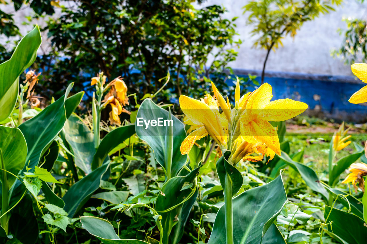 CLOSE-UP OF YELLOW FLOWERING PLANT IN BLOOM