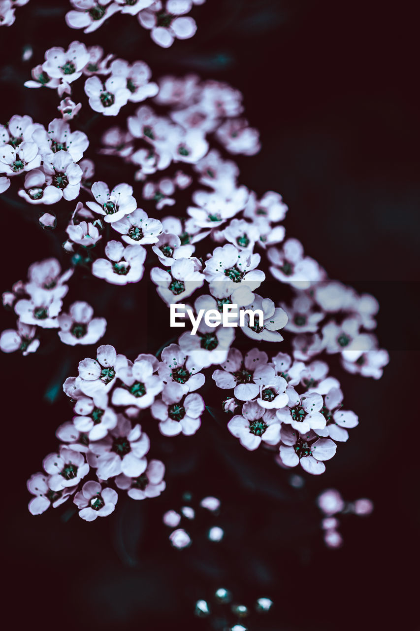 CLOSE-UP OF PURPLE FLOWERING PLANTS