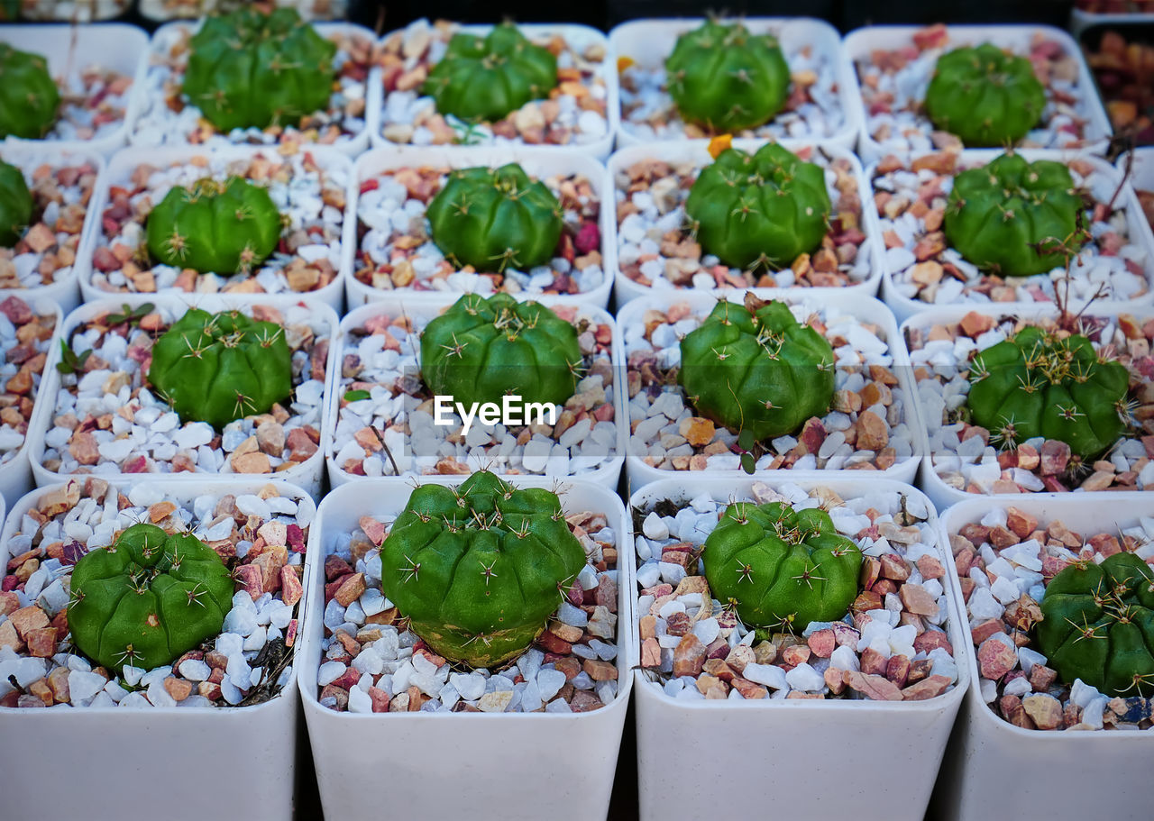Group of small potted succulent plants with white brown gravel stones
