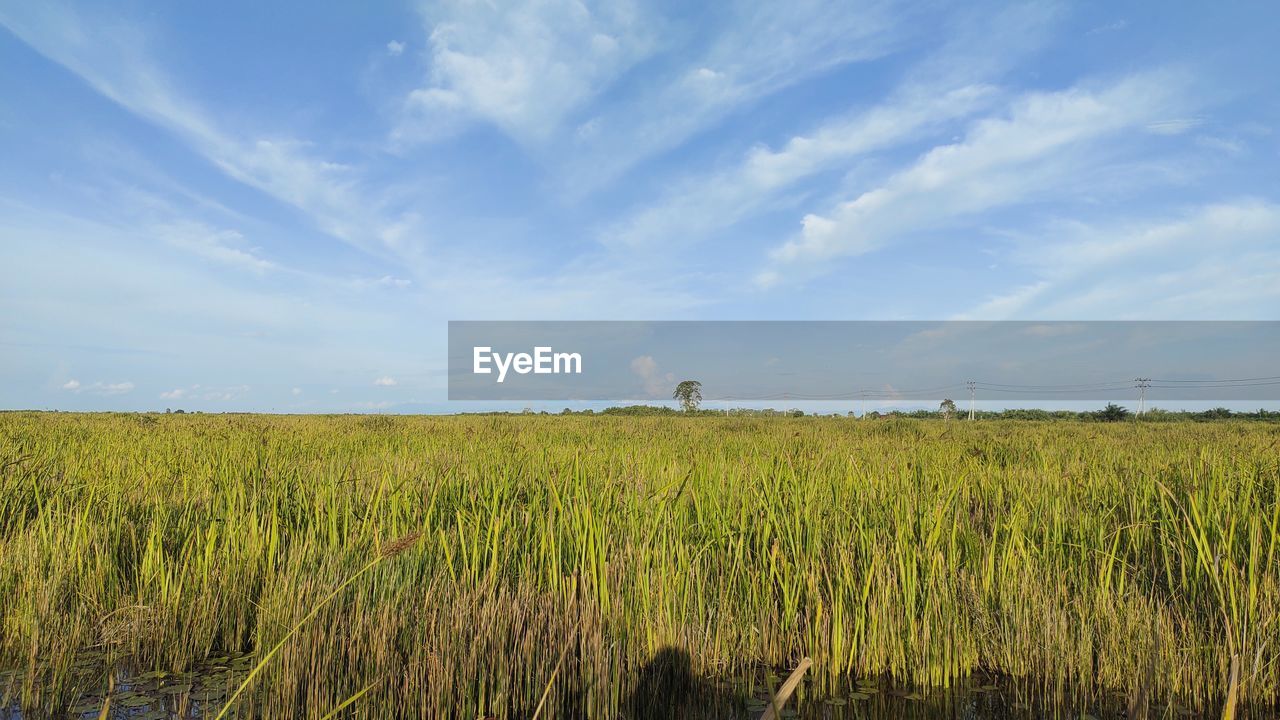 scenic view of agricultural field against cloudy sky