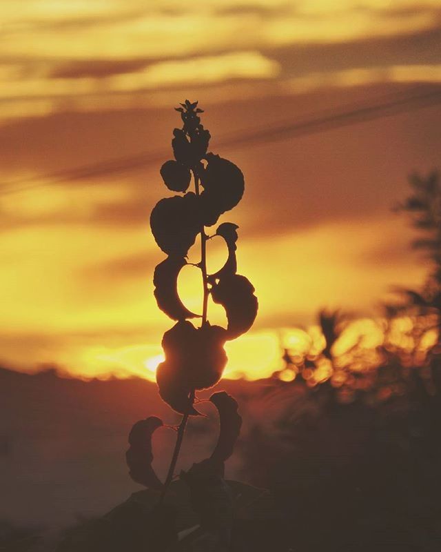 CLOSE-UP OF PLANTS AGAINST SUNSET