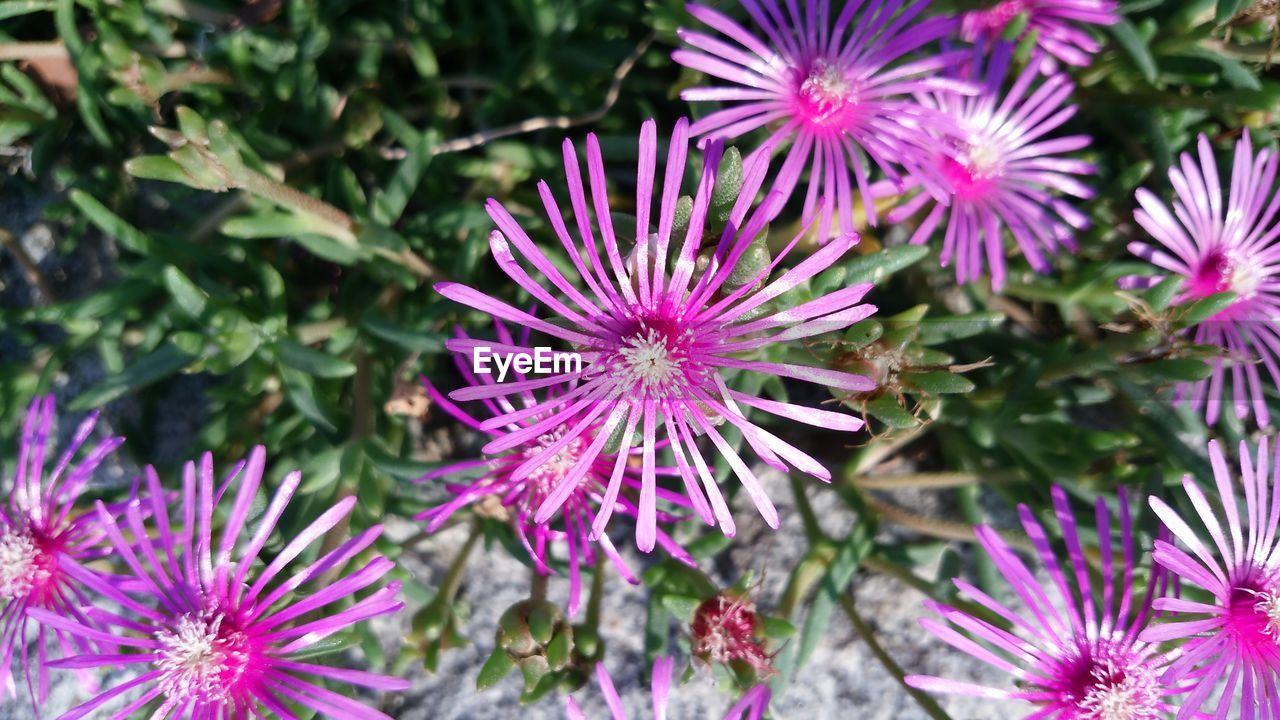 CLOSE-UP OF PURPLE FLOWERS BLOOMING