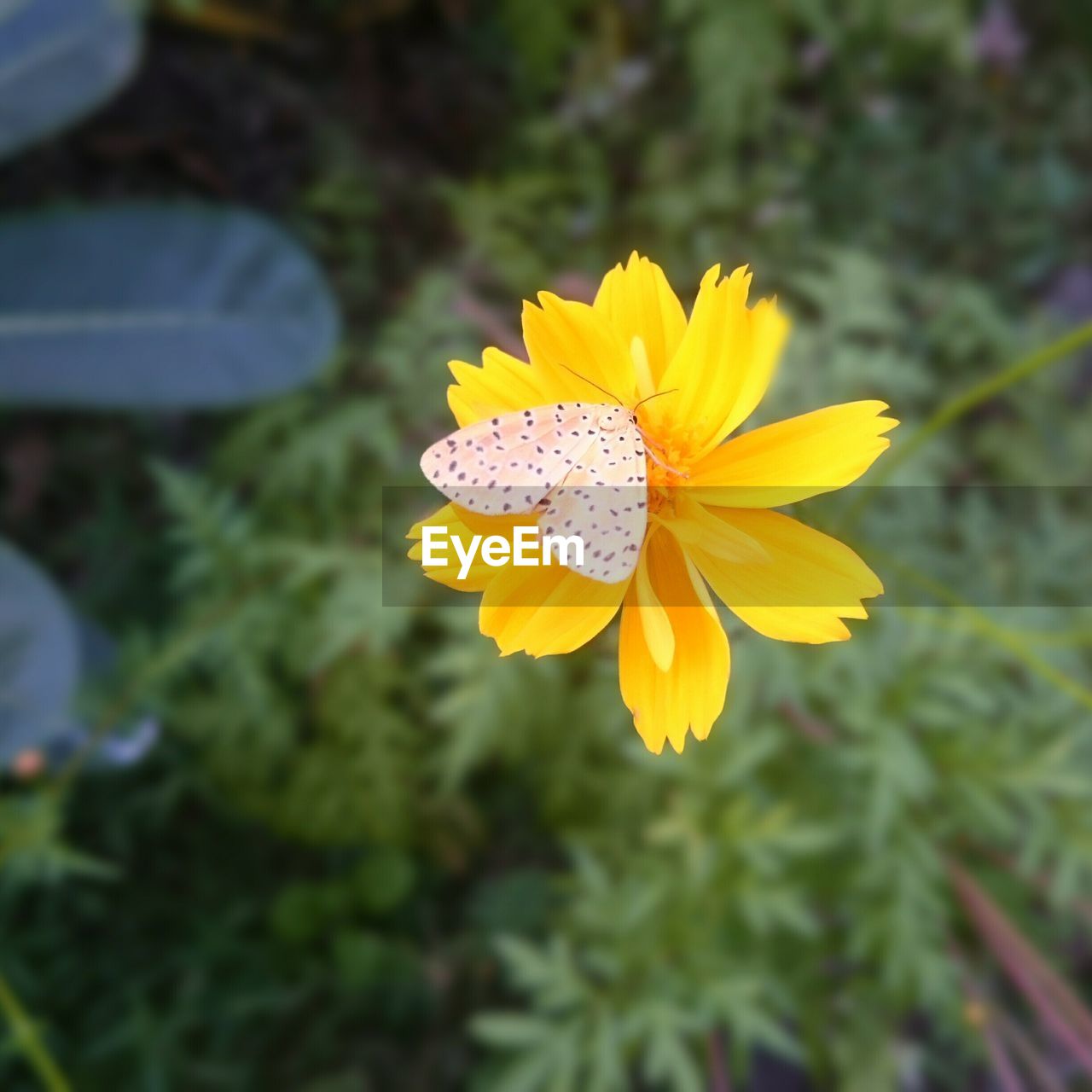 CLOSE-UP OF YELLOW FLOWERS BLOOMING OUTDOORS