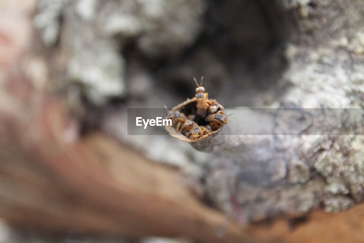 CLOSE-UP OF SPIDER ON ROCK AGAINST BLURRED BACKGROUND