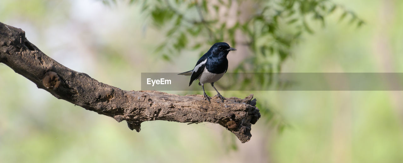 animal themes, animal, animal wildlife, bird, wildlife, tree, one animal, perching, plant, nature, branch, focus on foreground, full length, no people, beak, black, close-up, outdoors, songbird, beauty in nature, tree trunk, trunk, selective focus, environment, side view, day, pattern