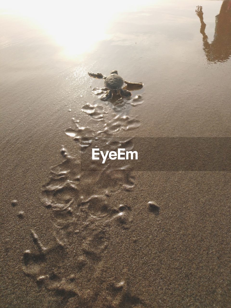 HIGH ANGLE VIEW OF FOOTPRINTS ON BEACH