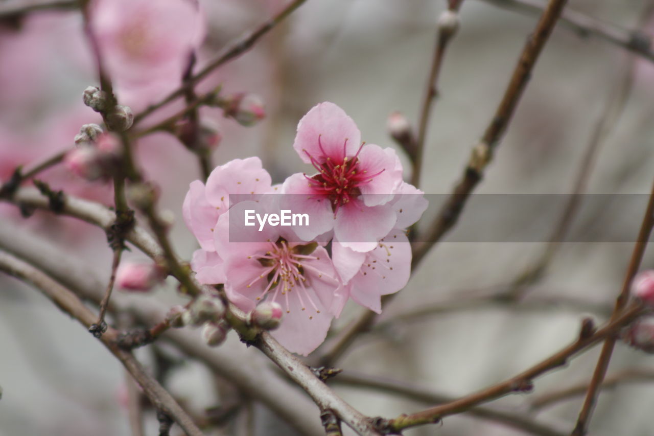 Close-up of pink cherry blossoms in spring