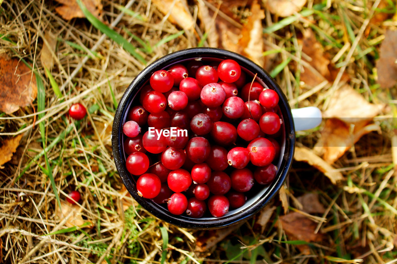 Ripe cranberries in a metal mug and autumn leaves on the grass. the concept of the autumn season 