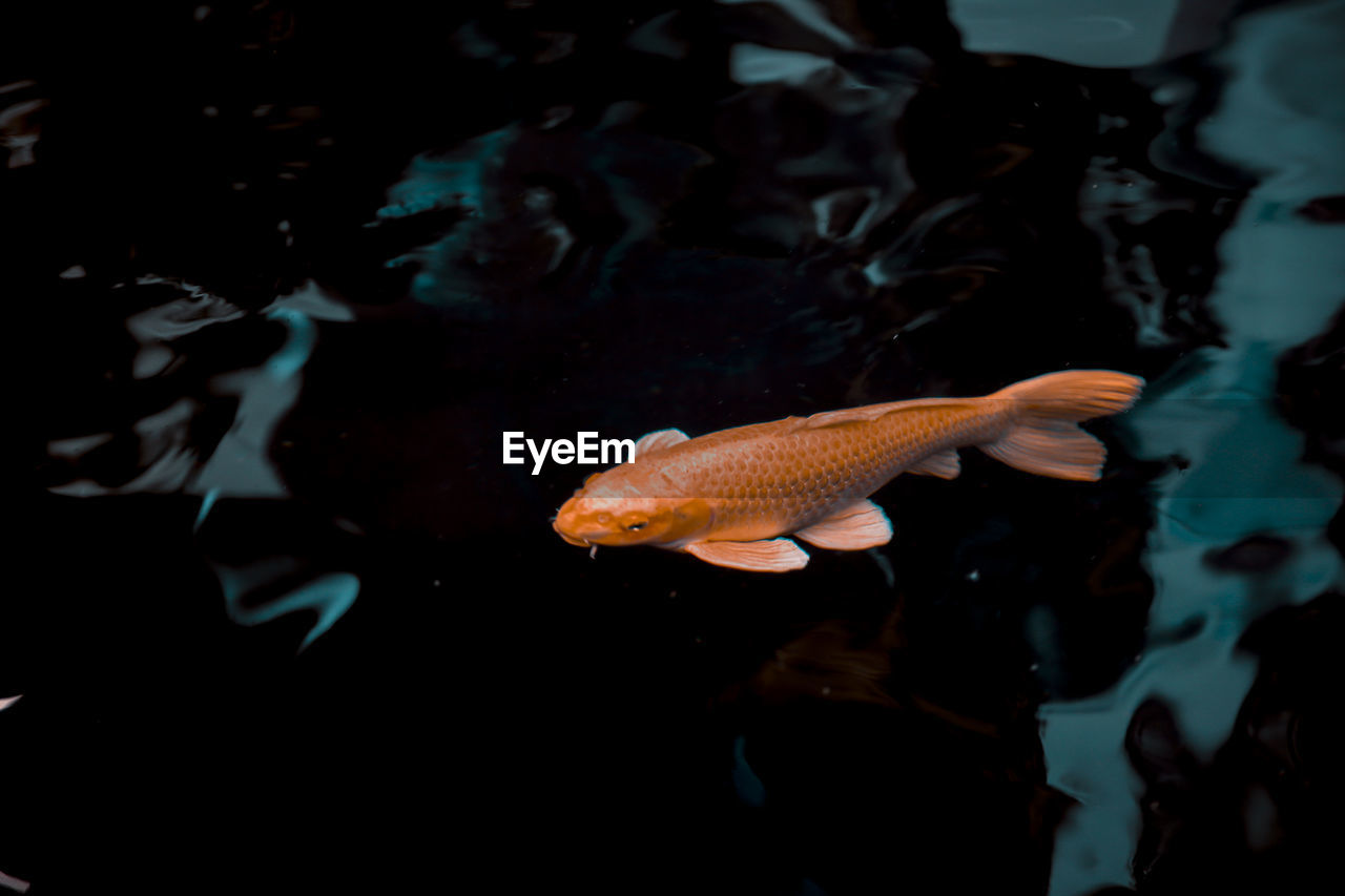 Fish swimming in pond