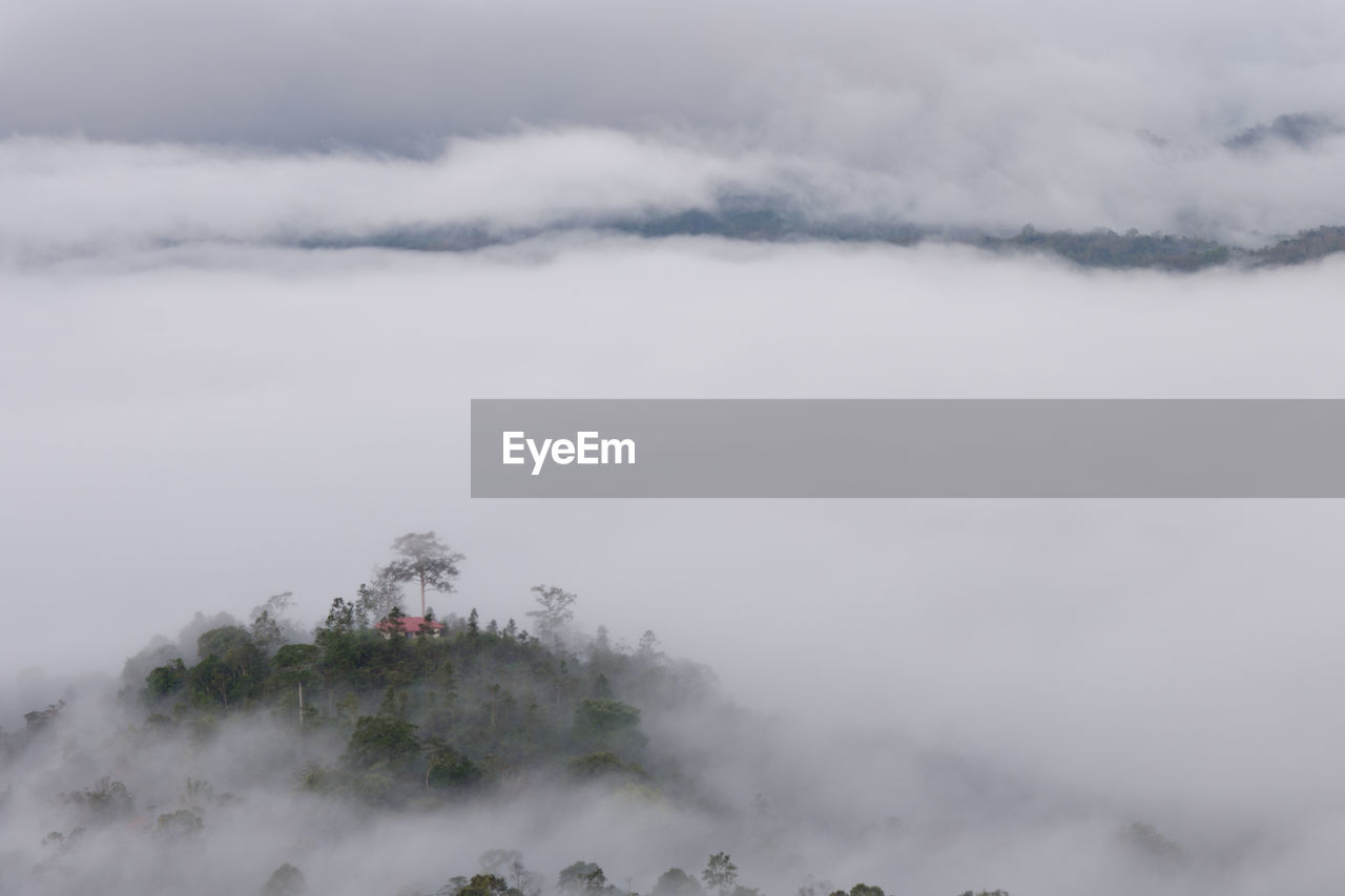 SCENIC VIEW OF TREE AGAINST SKY