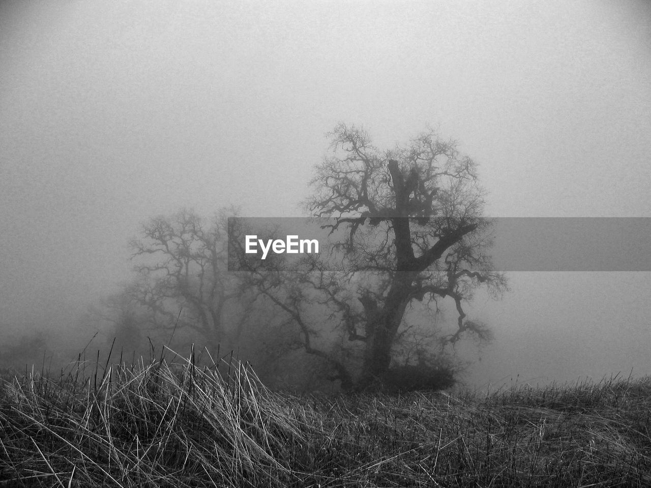 VIEW OF TREES IN FOGGY WEATHER