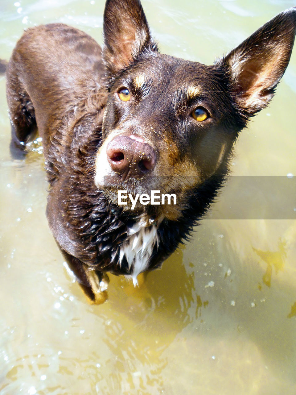 High angle view of dog in water