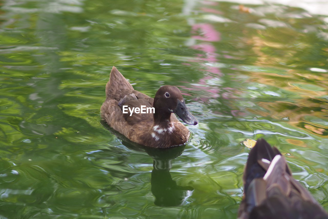 high angle view of duck swimming in lake