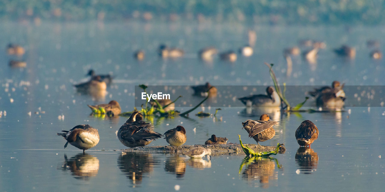 Closeup shot of migratory bird perching on the lake water