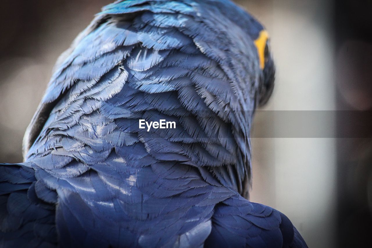 CLOSE-UP OF PARROT IN BLUE