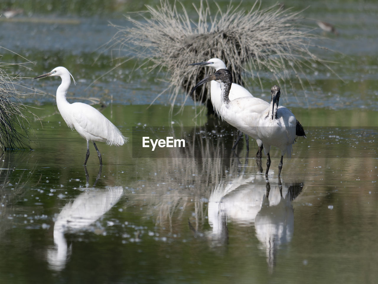 bird, animal themes, animal wildlife, animal, wildlife, water, group of animals, lake, beak, reflection, nature, no people, white, two animals, heron, day, beauty in nature, outdoors, water bird