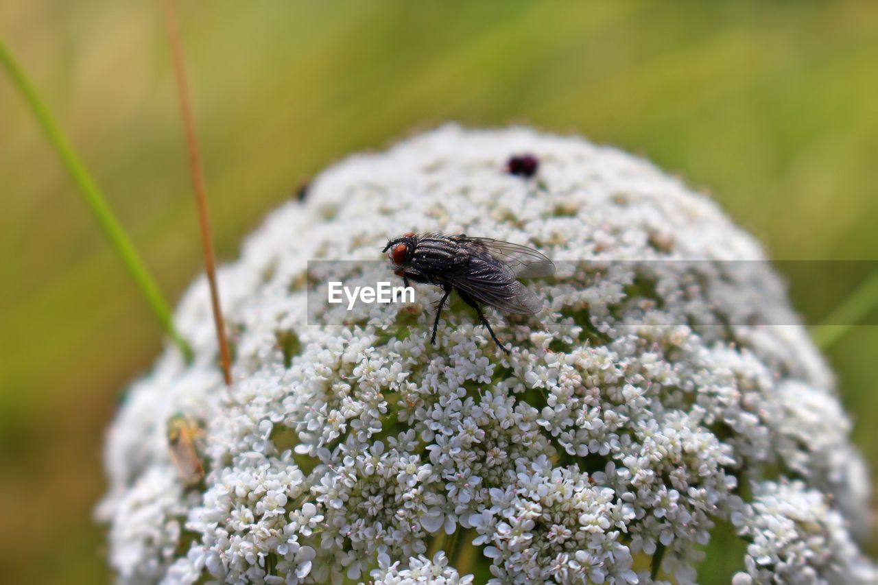 Close-up of housefly on white flowers