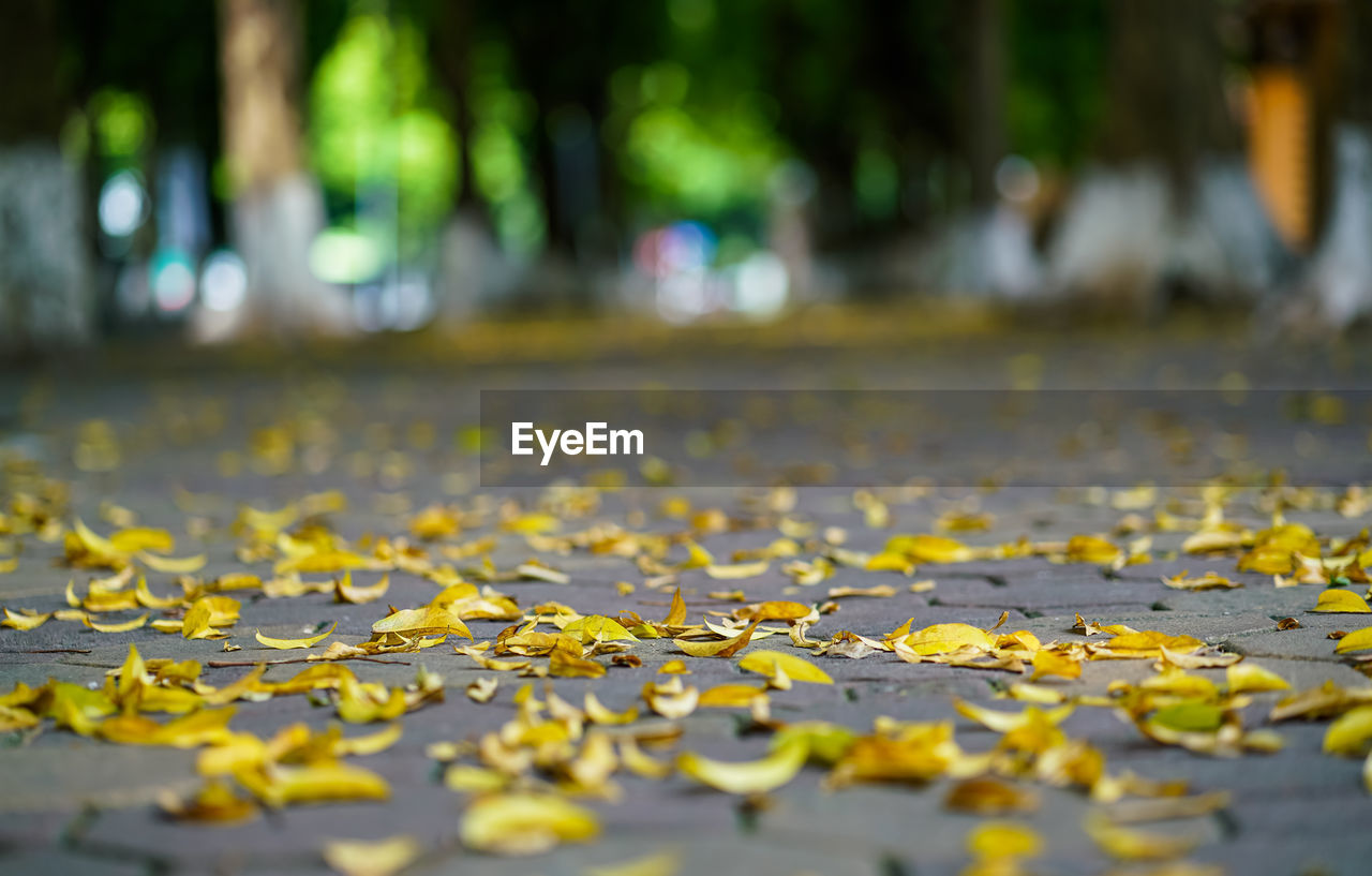 Close-up of autumn leaves on street