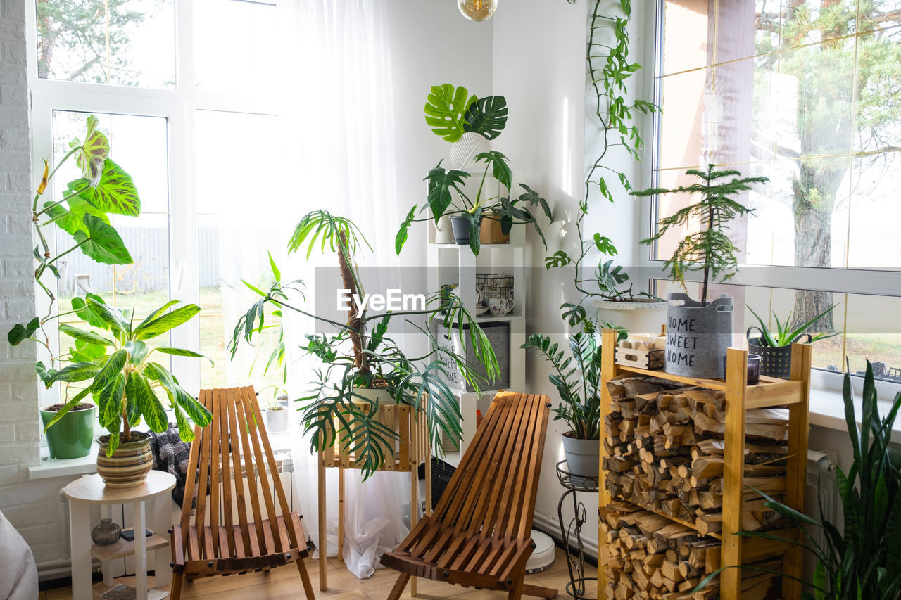 potted plants on table at home