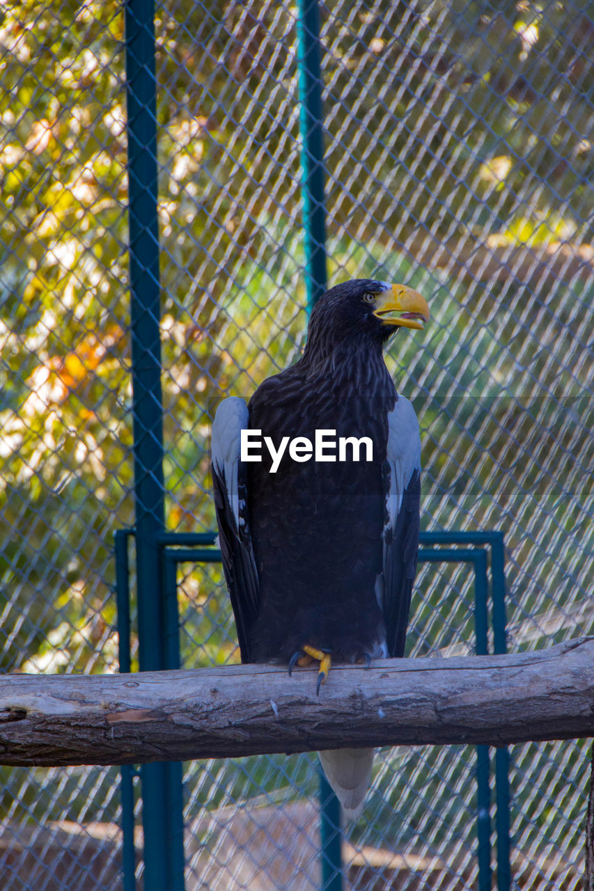 BIRD PERCHING ON FENCE