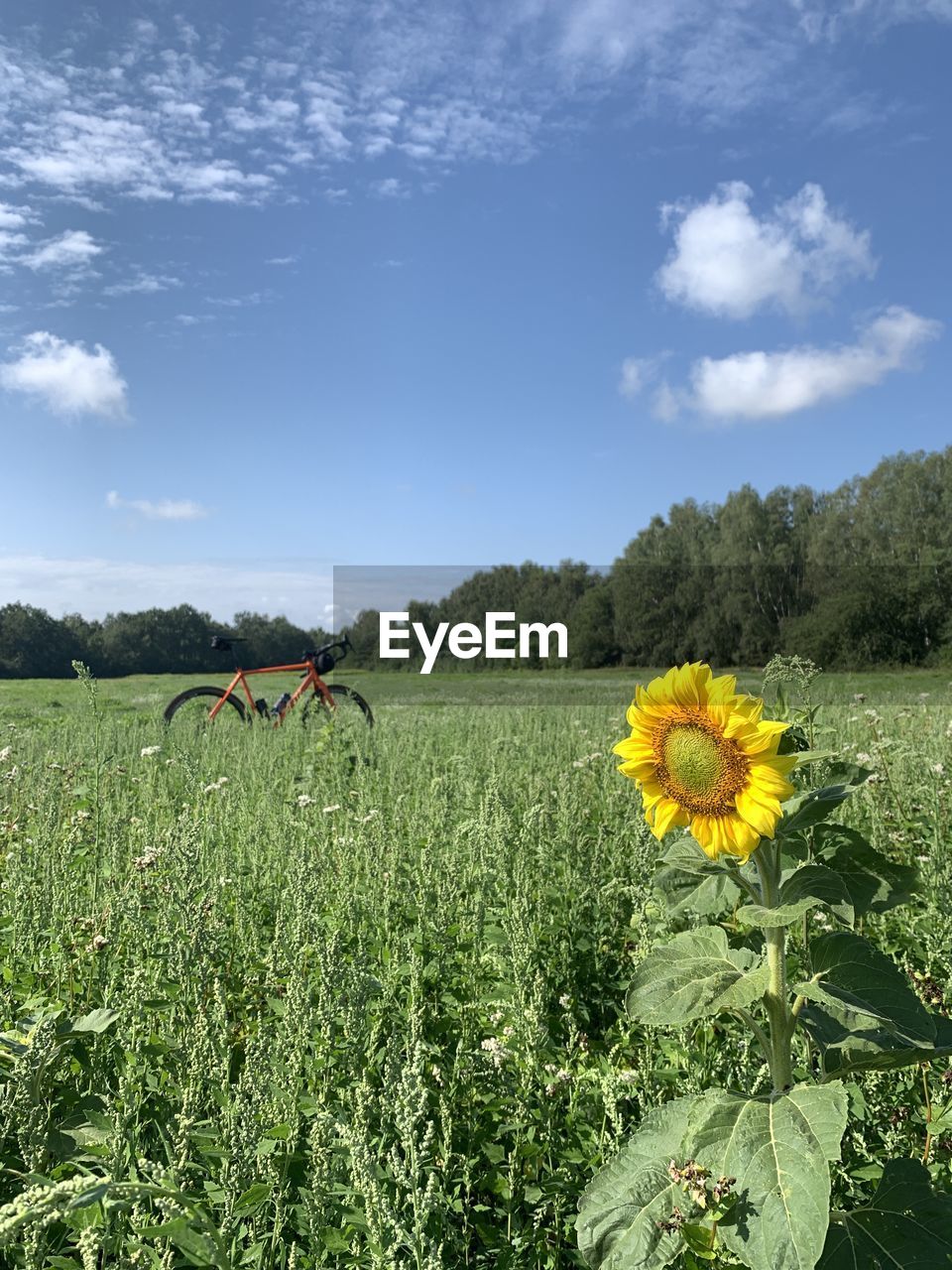 Close-up of sunflower on field against sky