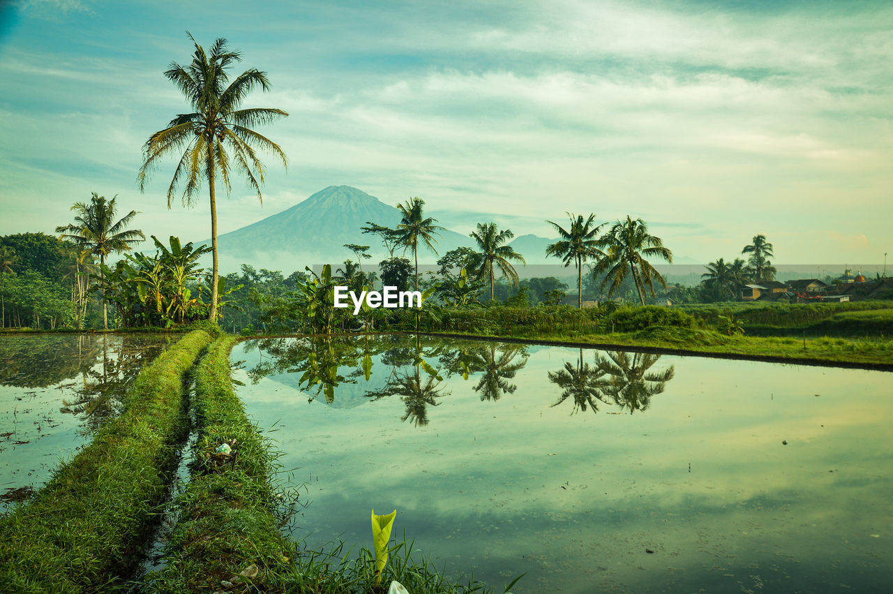Palm trees by lake against sky