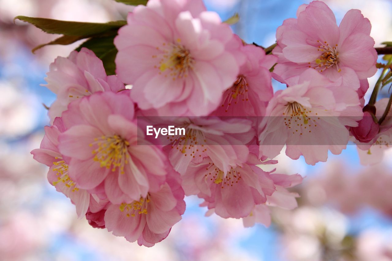 Close-up of pink flowers blooming on tree