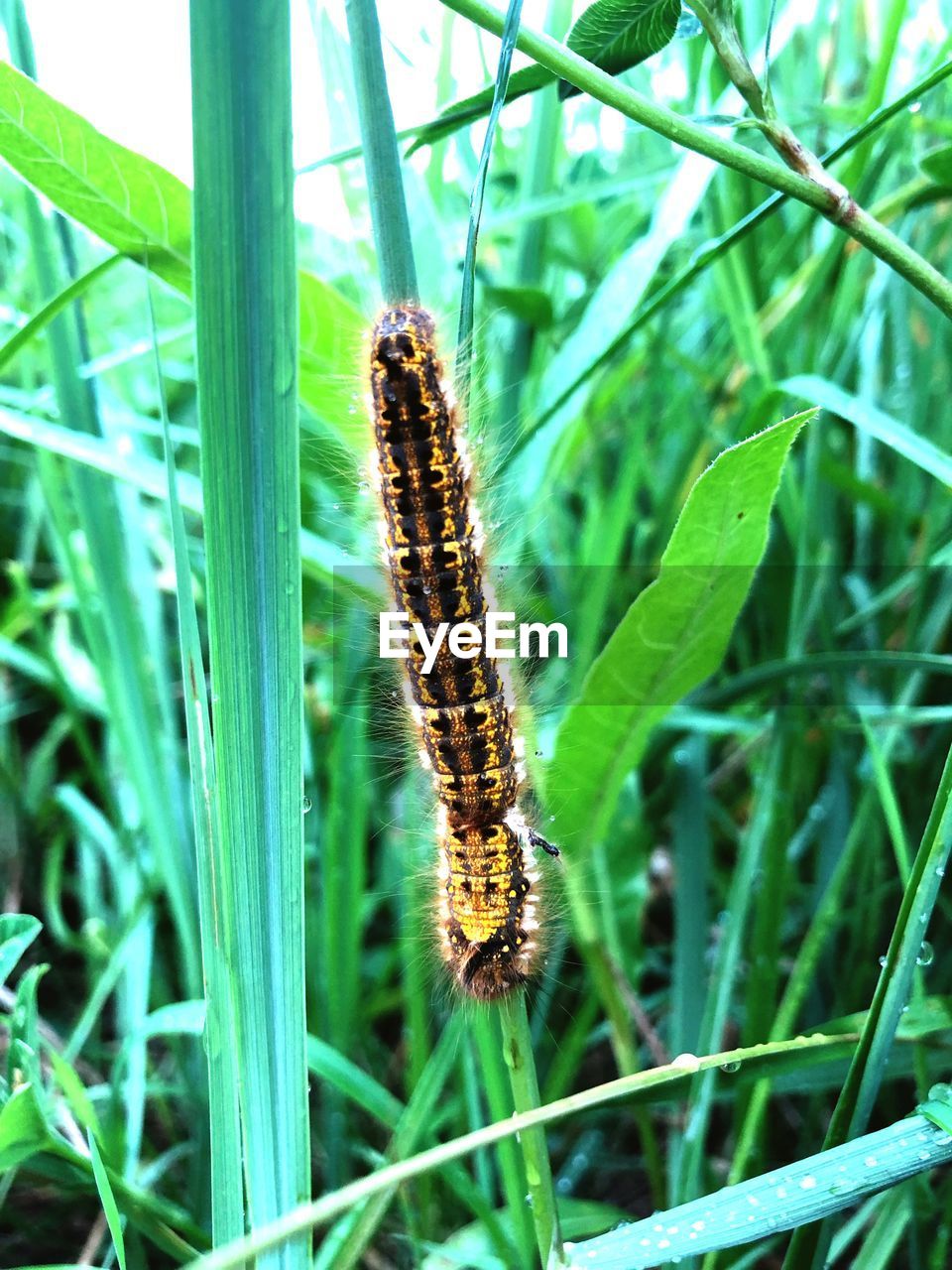 CLOSE-UP OF CATERPILLAR ON PLANT