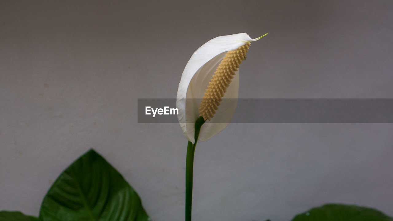 Close-up of white peace lily flower plant