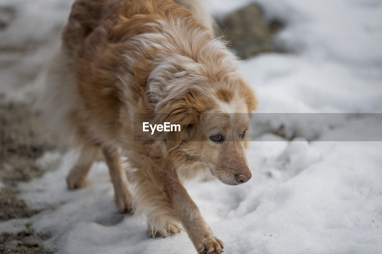 CLOSE-UP OF DOG ON SNOW DURING WINTER