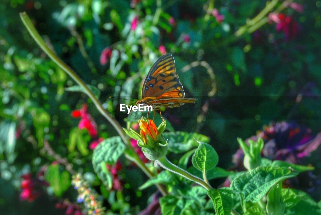 CLOSE-UP OF BUTTERFLY POLLINATING ON FLOWER