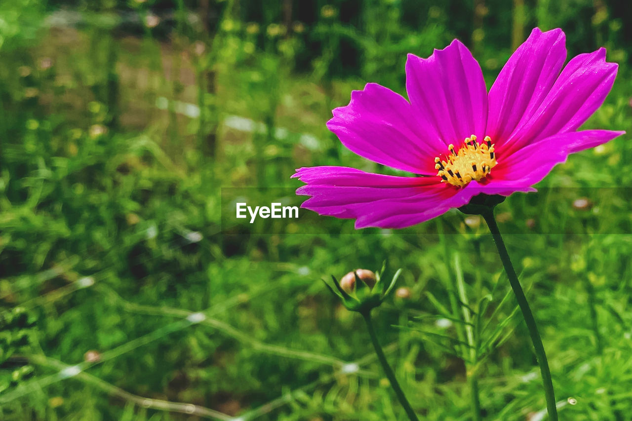 flower, flowering plant, plant, freshness, beauty in nature, garden cosmos, flower head, fragility, petal, nature, cosmos, meadow, growth, inflorescence, close-up, pink, grass, pollen, macro photography, cosmos flower, field, focus on foreground, wildflower, no people, green, purple, animal themes, day, animal wildlife, animal, outdoors, insect, prairie, magenta, wildlife