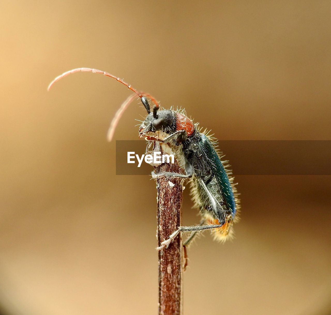 Close-up of insect