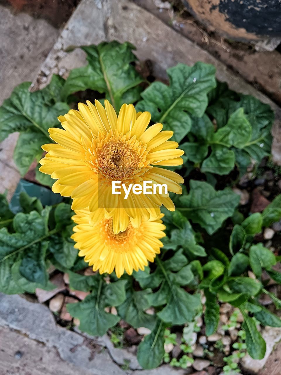 flower, flowering plant, plant, freshness, yellow, flower head, beauty in nature, growth, inflorescence, nature, petal, fragility, high angle view, plant part, leaf, close-up, no people, directly above, day, outdoors, green, wildflower, pollen, sunflower, botany