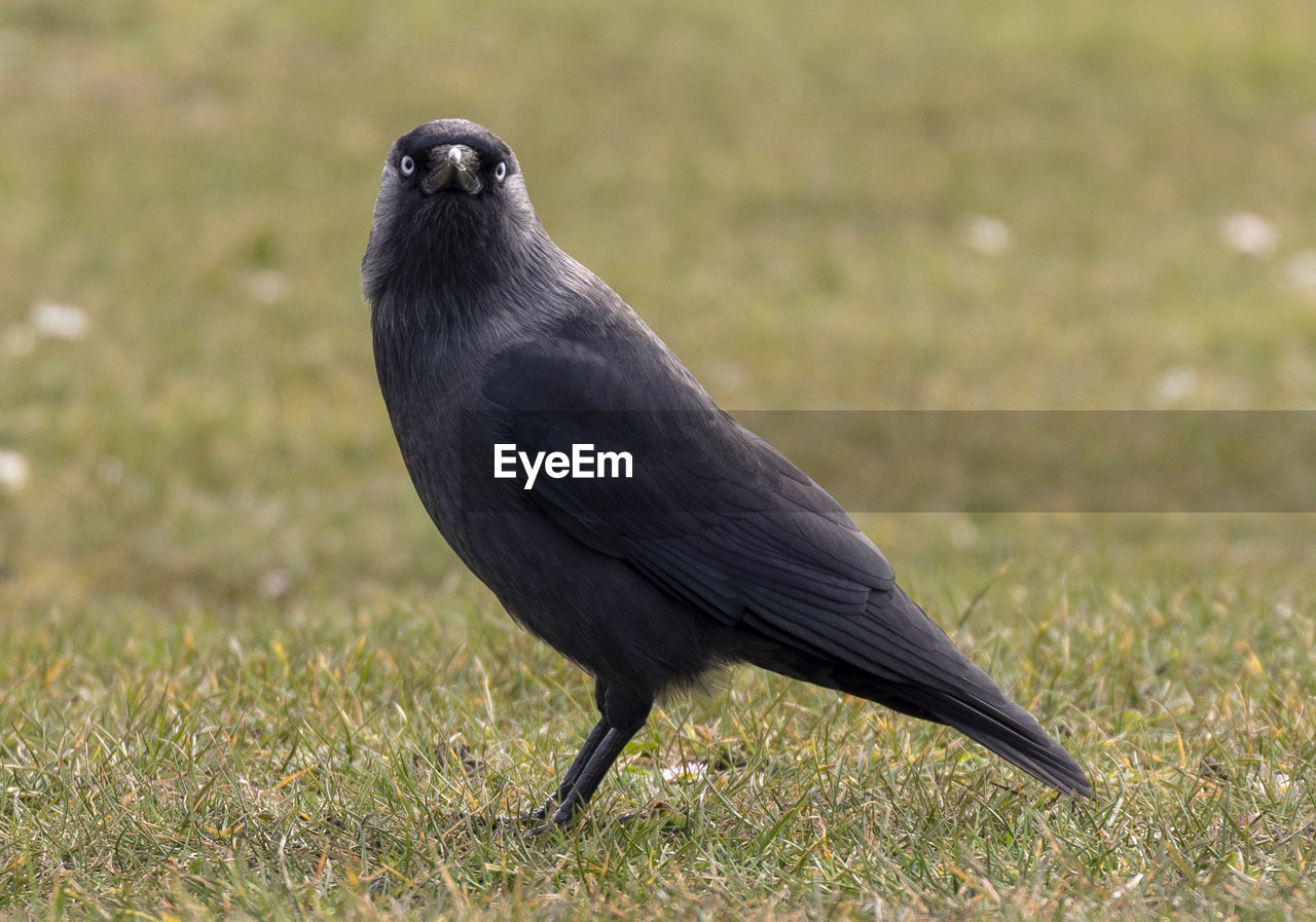 animal themes, animal, bird, animal wildlife, one animal, wildlife, beak, crow-like bird, grass, crow, black, no people, nature, full length, plant, blackbird, raven, outdoors, day, side view