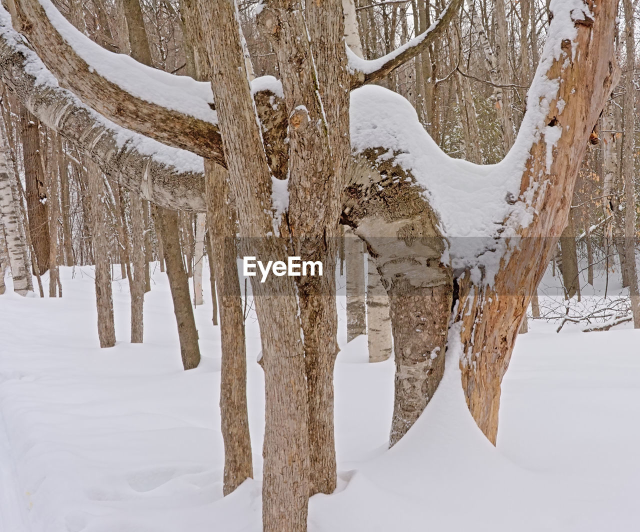 PANORAMIC SHOT OF FROZEN TREES ON LANDSCAPE