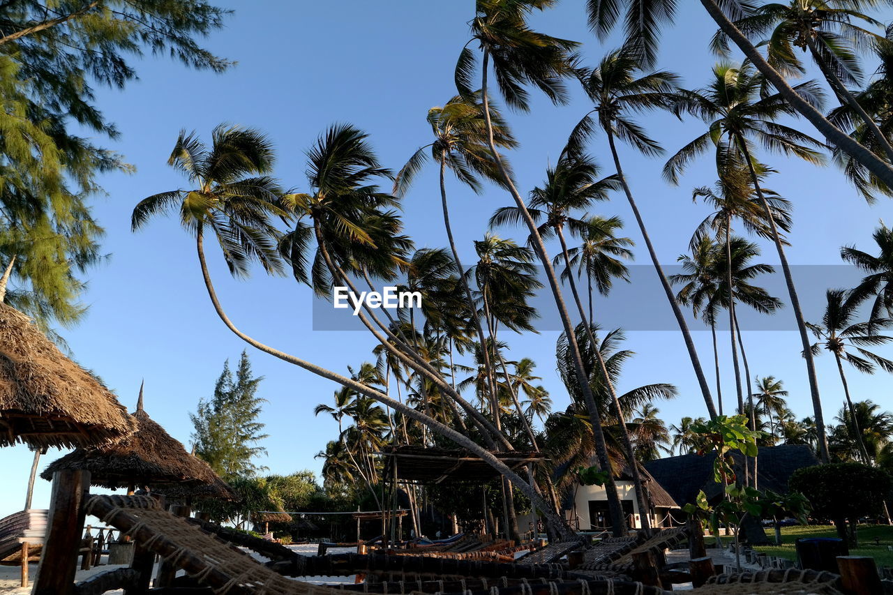 LOW ANGLE VIEW OF PALM TREES AND BUILDINGS AGAINST SKY