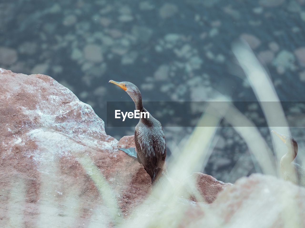 Close-up of bird perching on rock