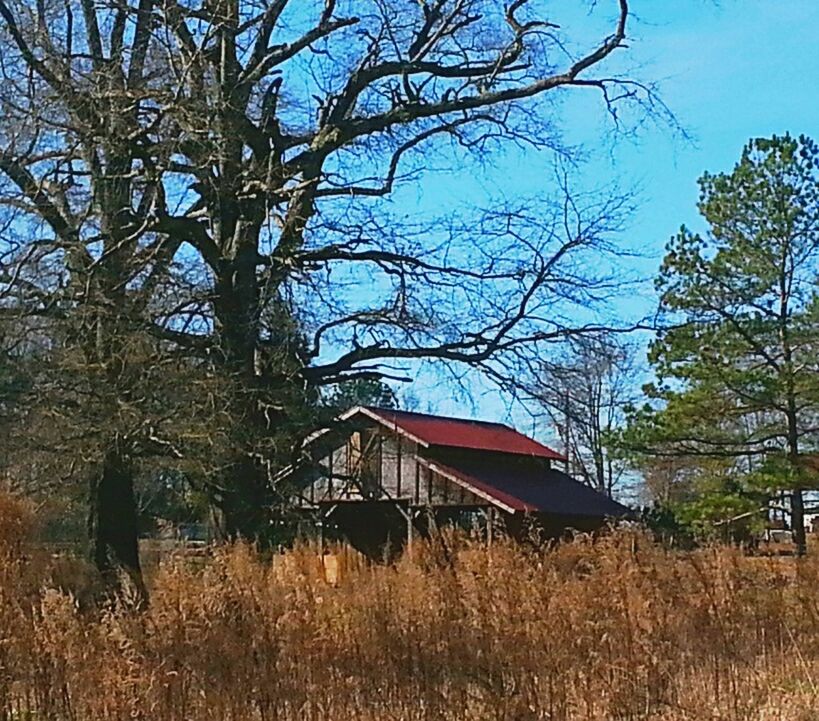 BARE TREES ON LANDSCAPE