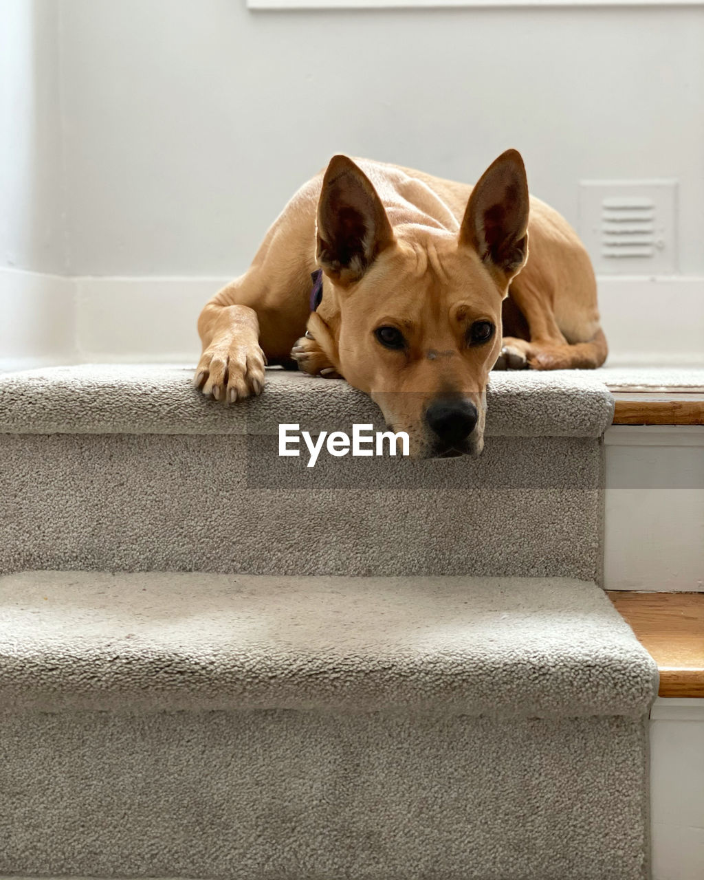 Portrait of dog resting on floor looking down stairs