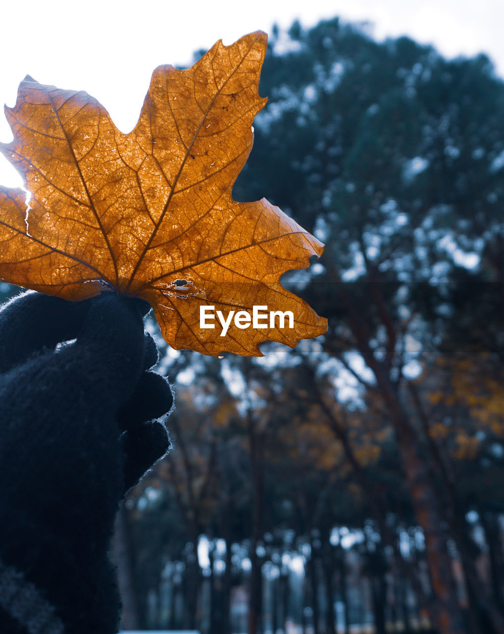 LOW ANGLE VIEW OF MAPLE LEAF AGAINST TREE