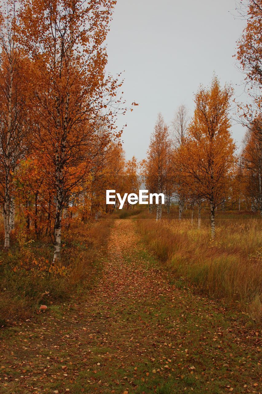 Trees in forest during autumn