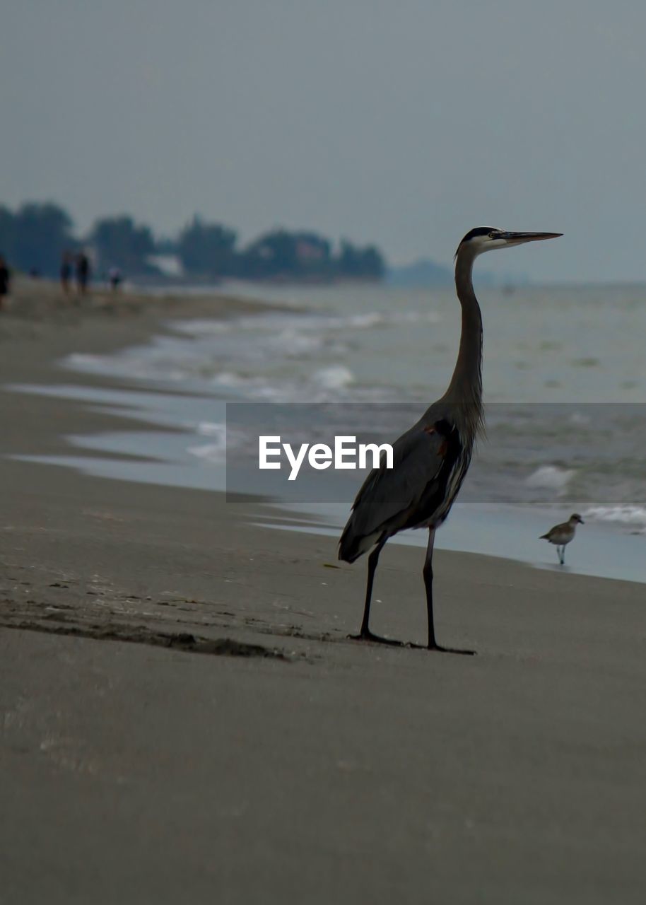 GRAY HERON ON BEACH AGAINST SEA